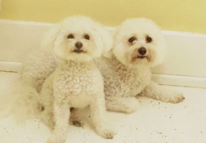 Jax Shmansky Puppies