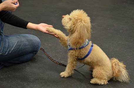 Critter Cafe dog obediance training