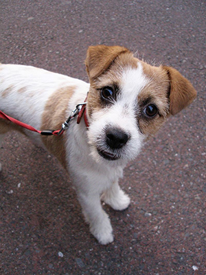 Critter Cafe Puppy Kindergarten Training